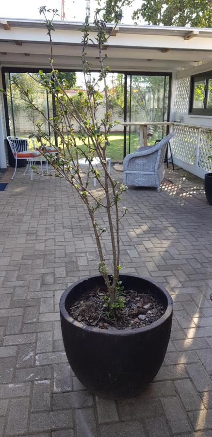 Spacious Garden Unit On Fordyce Port Elizabeth Ngoại thất bức ảnh